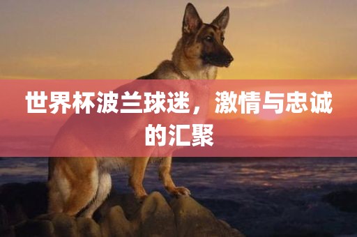 世界杯波兰球迷，激情与忠诚的汇聚