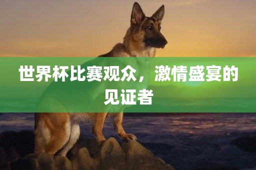 世界杯比赛观众，激情盛宴的见证者